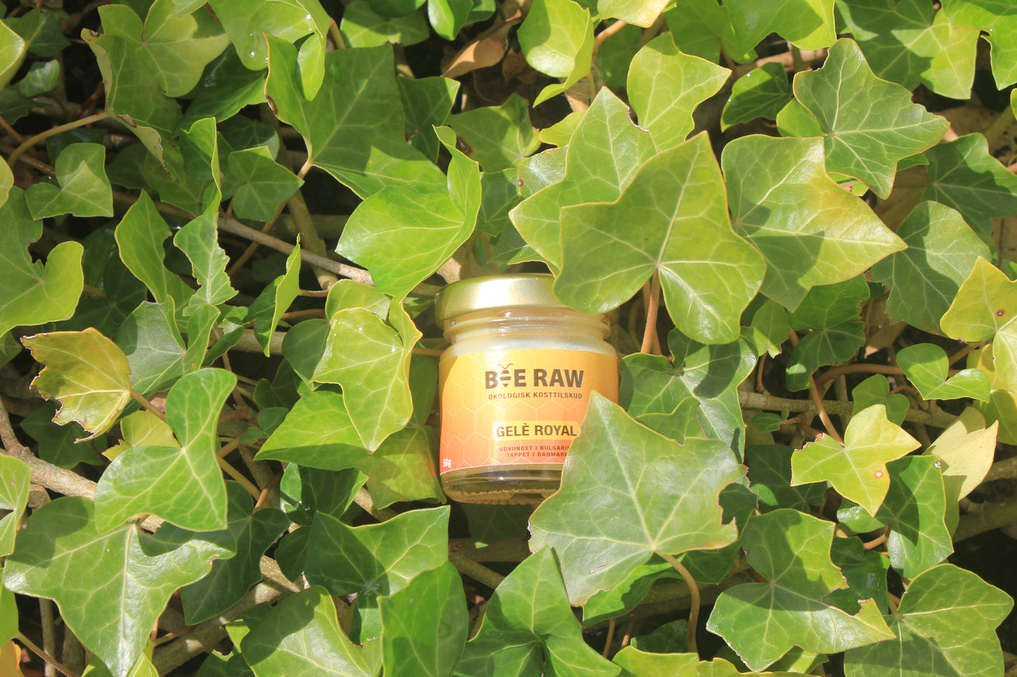 Bee Raw – Økologisk Gelé Royal (50g)