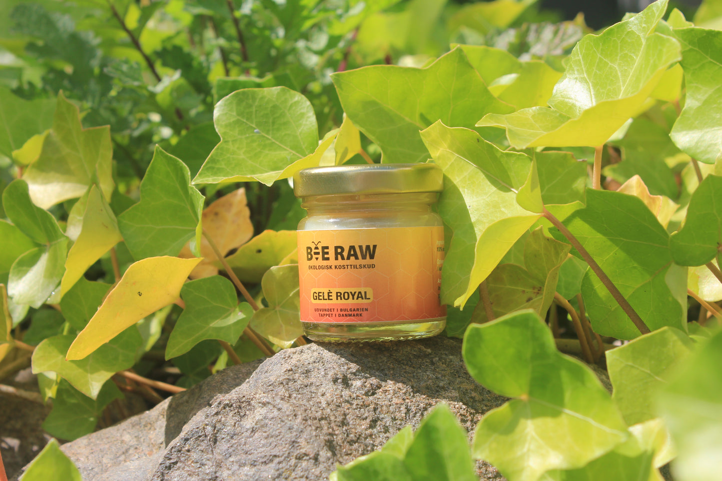 Bee Raw – Økologisk Gelé Royal (50g)